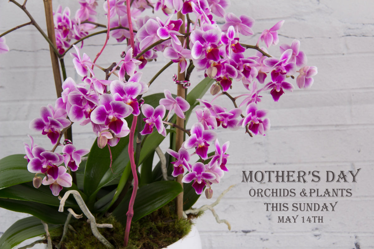Mother's Day Orchid Plants delivery Miami and Hialeah 