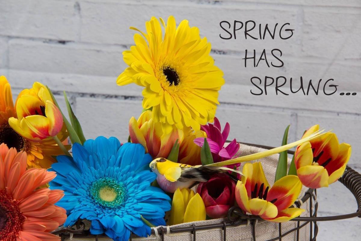 It has Sprung - Spring Flowers
