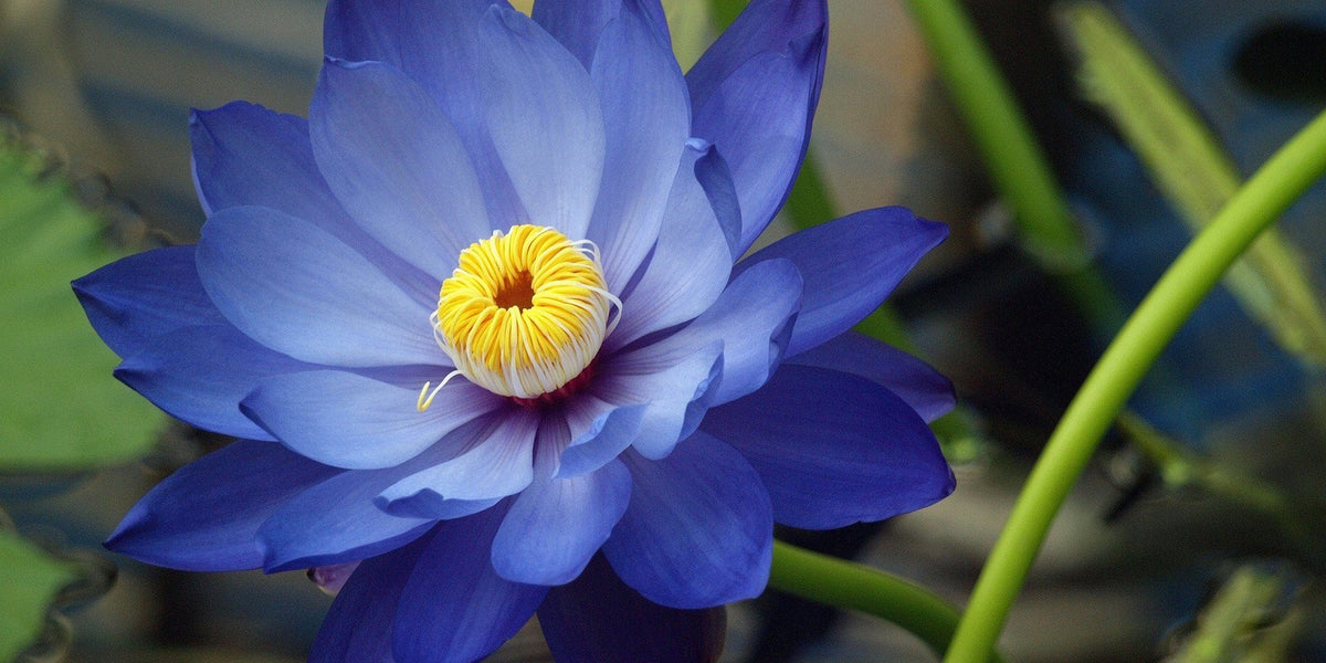 It all started in Egypt. The Blue Lotus is Victory of Spirit over the —  Flowers by Pouparina