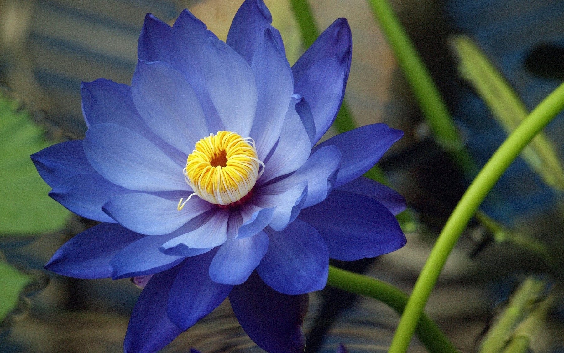 It all started in Egypt. The Blue Lotus is Victory of Spirit over the senses. Wisdom of Knowledge.