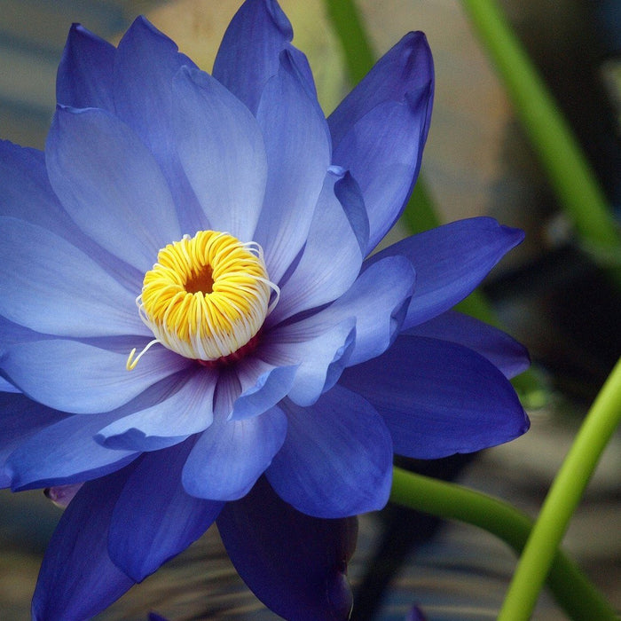 It all started in Egypt. The Blue Lotus is Victory of Spirit over the senses. Wisdom of Knowledge.