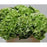 Green Hydrangeas - DIY flower Bunches - flowersbypouparina.com