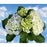 Mix Hydrangeas - DIY flower Bunches - flowersbypouparina.com