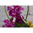 Ingénue - flowersbypouparina.com