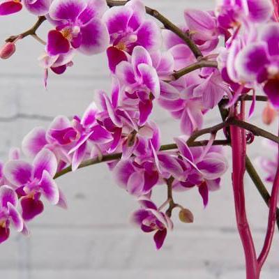 Multiflora Orchids - flowersbypouparina.com