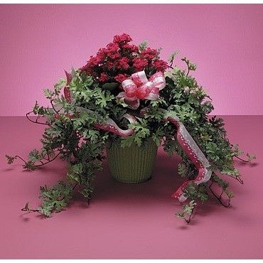 Pink and Red Decorated Blooming Plants - Flowers by Pouparina