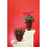 Red Decorated Blooming Plants and Ribbon - Flowers by Pouparina