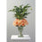 Spathiphylum Green Plant with Orange Roses - Flowers by Pouparina