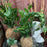 Root Orb ZZ -Zizi Plant - flowersbypouparina.com