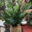 Root Orb ZZ -Zizi Plant - flowersbypouparina.com