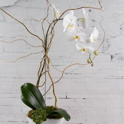 Single White Swans - flowersbypouparina.com