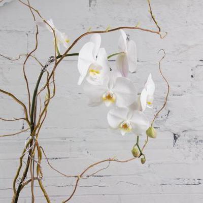 Single White Swans - flowersbypouparina.com