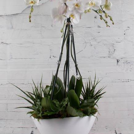 White Swan Orchids and Succulents - flowersbypouparina.com